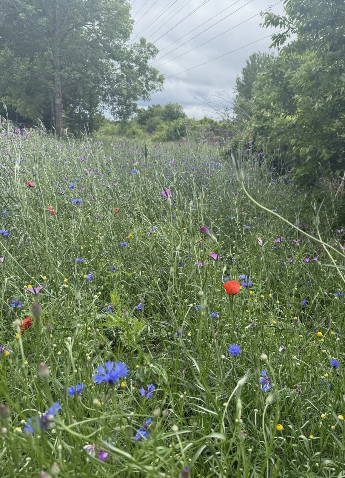 Blommande äng med vildblommor